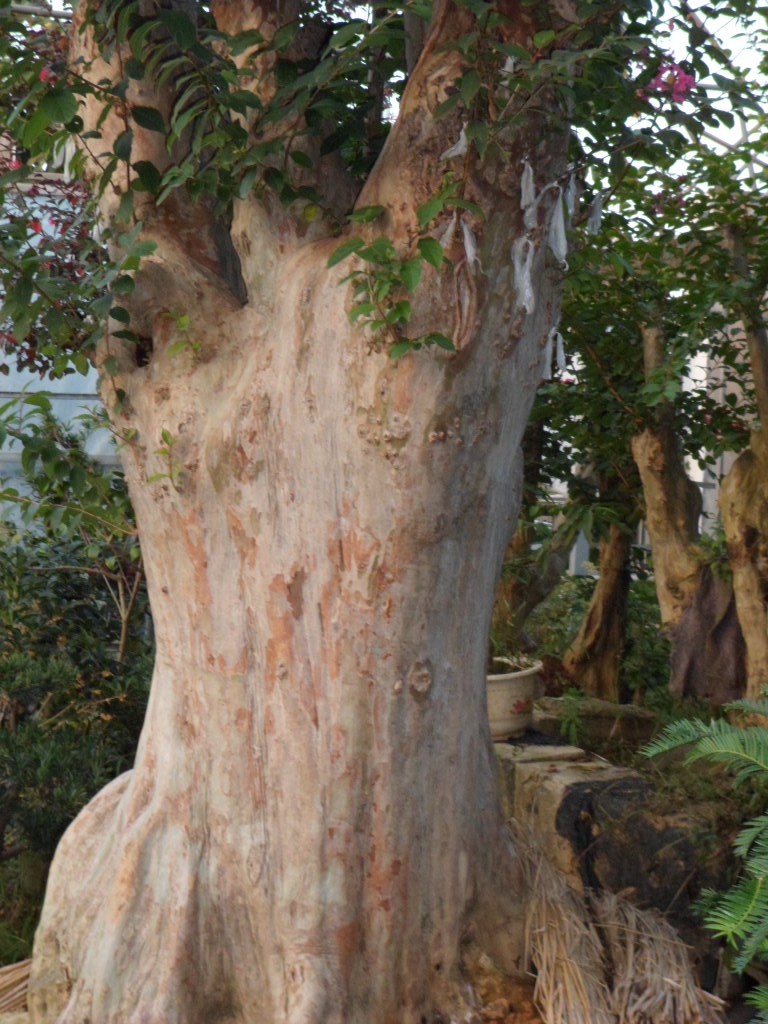 紫薇大树实拍2