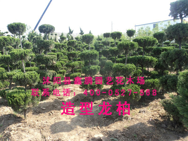 造型龙柏