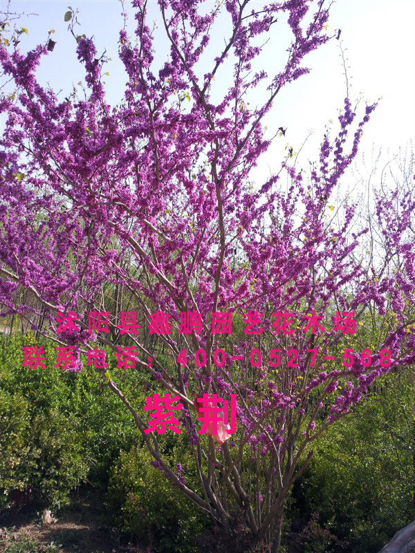 紫荆