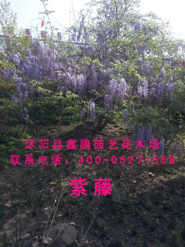 紫藤