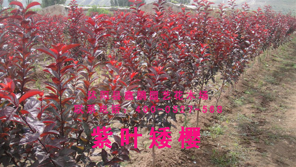 紫叶矮櫻